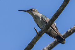 Anthracothorax dominicus