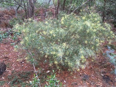 Acacia iteaphylla