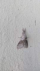 Calliteara pudibunda