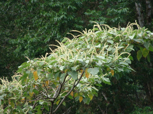 Croton draco, photograph 5