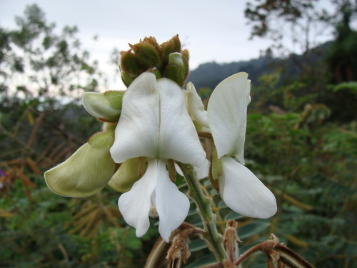 Tephrosia vogelii, photograph 6