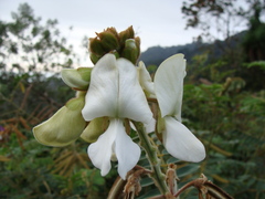 Tephrosia vogelii, photograph (c) Alexis López Hernández, some rights reserved (CC BY)