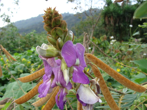 Tephrosia vogelii, photograph 4