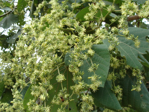 Heliocarpus terebinthinaceus, photograph 5