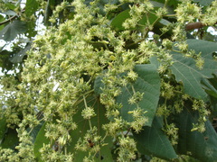 Heliocarpus terebinthinaceus, photograph (c) Alexis López Hernández, some rights reserved (CC BY)