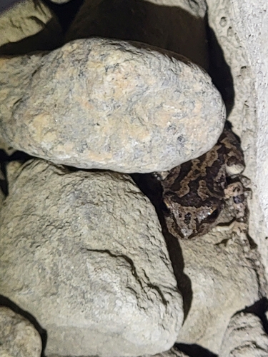 iNaturalist observation photo of Pacific chorus frog