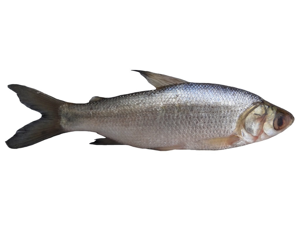 Boulenger's curimata (Pseudocurimata boulengeri) — Curimatidae
