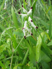Fumaria capreolata babingtonii