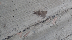 Calliteara pudibunda