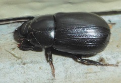 Dyscinetus morator