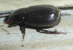 Dyscinetus morator