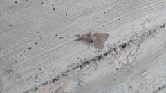 Calliteara pudibunda