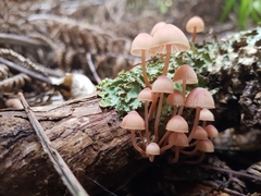 Mycena parsonsii