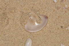 Austromactra rufescens