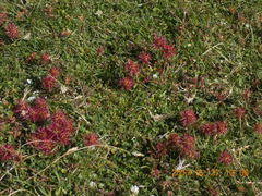 Acaena saccaticupula