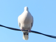 Streptopelia decaocto
