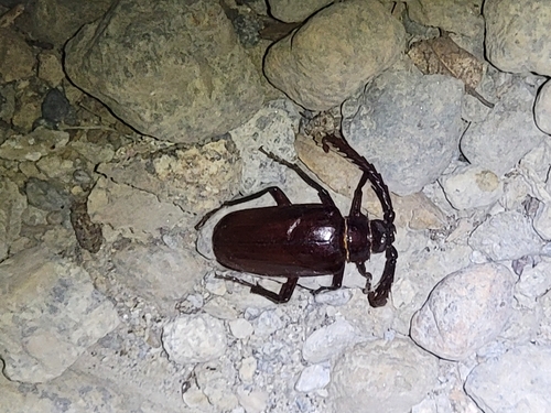 iNaturalist observation photo of California Root Borer