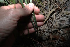 Dianella longifolia, photograph (c) Greg Tasney, some rights reserved (CC BY-SA)