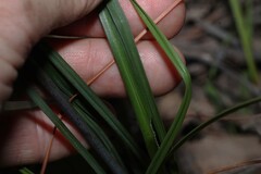 Dianella longifolia, photograph (c) Greg Tasney, some rights reserved (CC BY-SA)