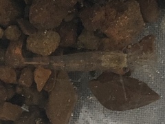 Paratya curvirostris