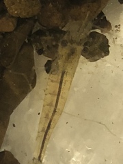 Paratya curvirostris