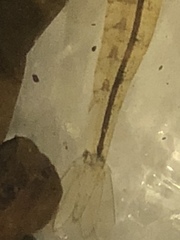 Paratya curvirostris