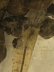 Paratya curvirostris