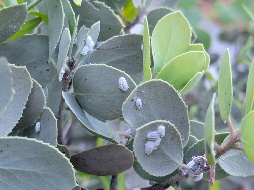 iNaturalist observation photo of Puto