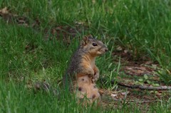 Sciurus niger
