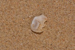 Bostrycapulus pritzkeri