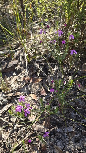 Tetratheca ericifolia, photograph 5