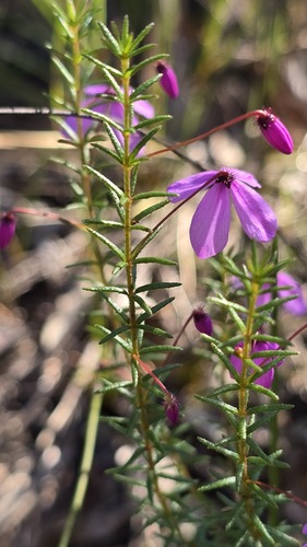 Tetratheca ericifolia, photograph 4