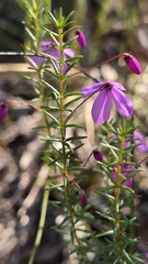 Tetratheca ericifolia, photograph (c) Petra Holland, some rights reserved (CC BY)