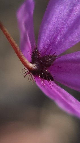 Tetratheca ericifolia, photograph 6