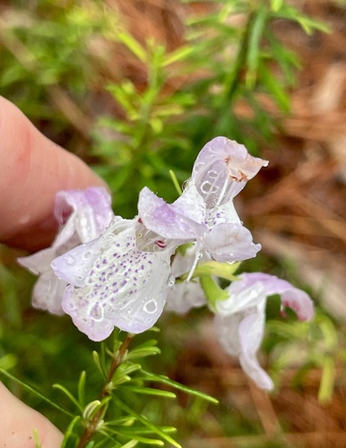 Conradina grandiflora, photograph 1