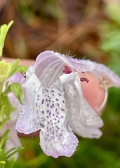 (c) James Hardee, some rights reserved (CC BY) Conradina grandiflora, photograph (c) James Hardee, some rights reserved (CC BY)