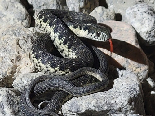 iNaturalist observation photo of Sierra Garter Snake
