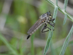 Dysmachus fuscipennis