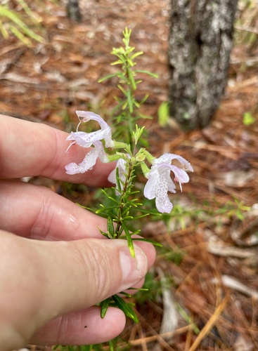 Conradina grandiflora, photograph 3