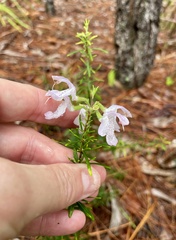 (c) James Hardee, some rights reserved (CC BY) Conradina grandiflora, photograph (c) James Hardee, some rights reserved (CC BY)