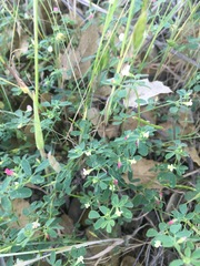 Acmispon parviflorus