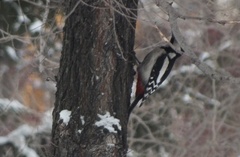 Dendrocopos major