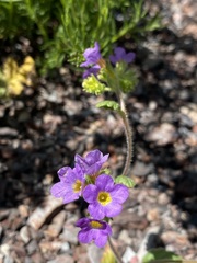 Phacelia keckii