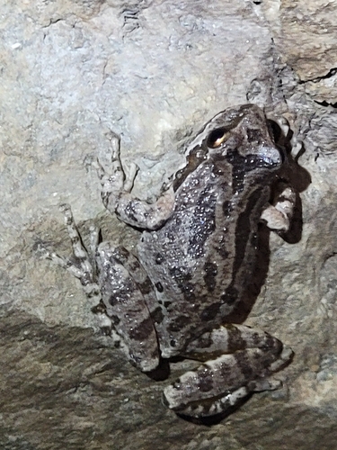 iNaturalist observation photo of Pacific chorus frog