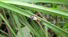 Proconosama haenschi