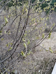 Prunus padus
