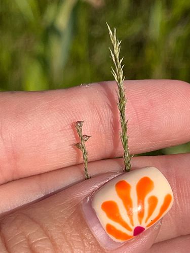 Muhlenbergia richardsonis observed 2026-07-31