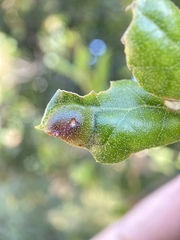 Callirhytis perfoveata