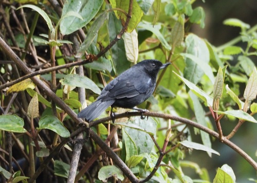 Glossy Flowerpiercer (Diglossa lafresnayii), photo 6