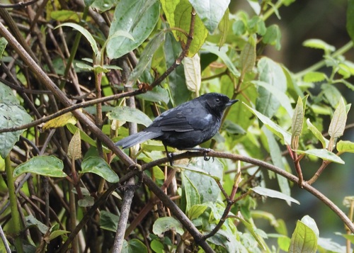 Glossy Flowerpiercer (Diglossa lafresnayii), photo 5